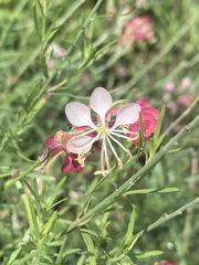 Oenothera suffrutescens