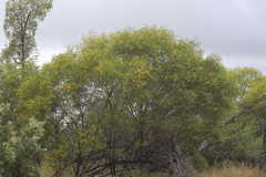Acacia julifera julifera