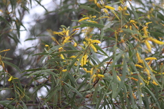Acacia julifera julifera