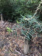 Pimelea axiflora axiflora