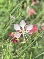 Oenothera suffrutescens
