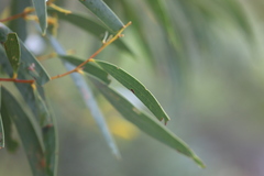 Acacia julifera julifera