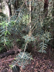 Pimelea axiflora axiflora