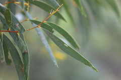 Acacia julifera julifera