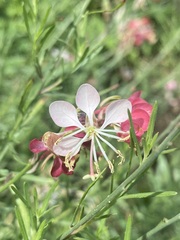 Oenothera suffrutescens