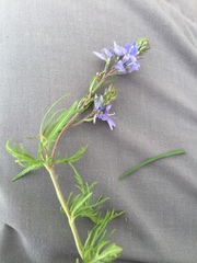 Veronica multifida