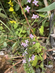 Boronia edwardsii