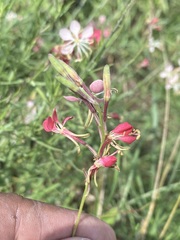 Oenothera suffrutescens