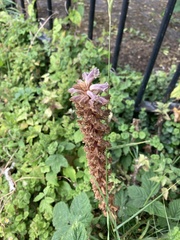 Orobanche minor