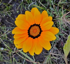 Gazania pectinata