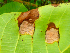 Aceria erinea
