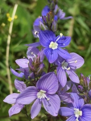 Veronica multifida