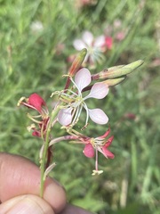 Oenothera suffrutescens