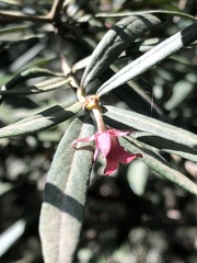 Pittosporum bicolor