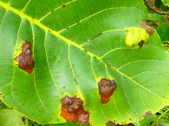 Aceria erinea