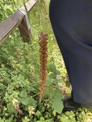 Orobanche minor