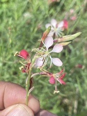 Oenothera suffrutescens