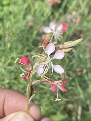 Oenothera suffrutescens