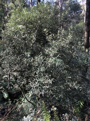 Pittosporum bicolor