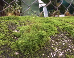 Ptychostomum capillare