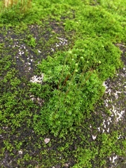 Ptychostomum capillare