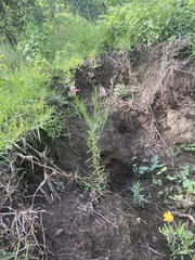 Oenothera suffrutescens