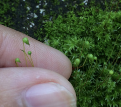 Ptychostomum capillare