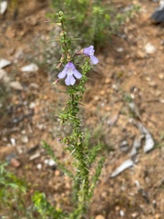 Prostanthera spinosa