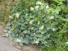 Fallopia baldschuanica