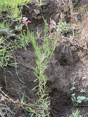 Oenothera suffrutescens