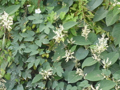 Fallopia baldschuanica