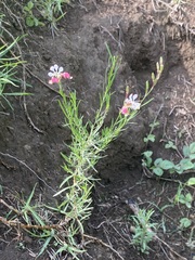 Oenothera suffrutescens
