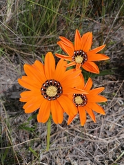 Gazania pectinata