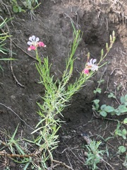Oenothera suffrutescens