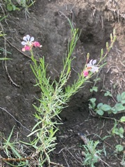 Oenothera suffrutescens