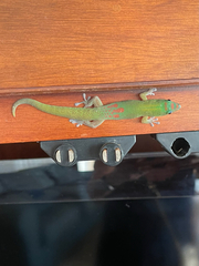 Phelsuma laticauda laticauda