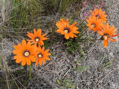 Gazania pectinata