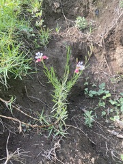 Oenothera suffrutescens