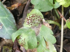 Puccinia adoxae
