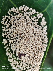 Artemidorus sobrinus