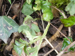 Puccinia adoxae