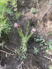 Oenothera suffrutescens