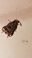 Penthobruchus germaini