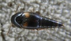 Sepedophilus bipunctatus