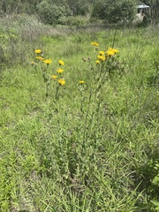 Heterotheca inuloides