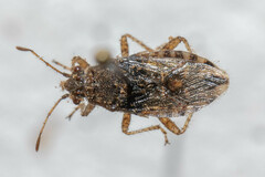 Arhyssus