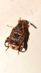 Penthobruchus germaini