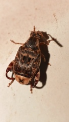 Penthobruchus germaini