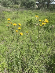 Heterotheca inuloides