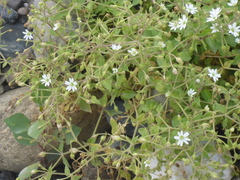 Stellaria aquatica